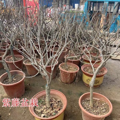 紫藤花树苗爬藤植物盆栽大苗多分支肯开花肯爬藤原土木架发货