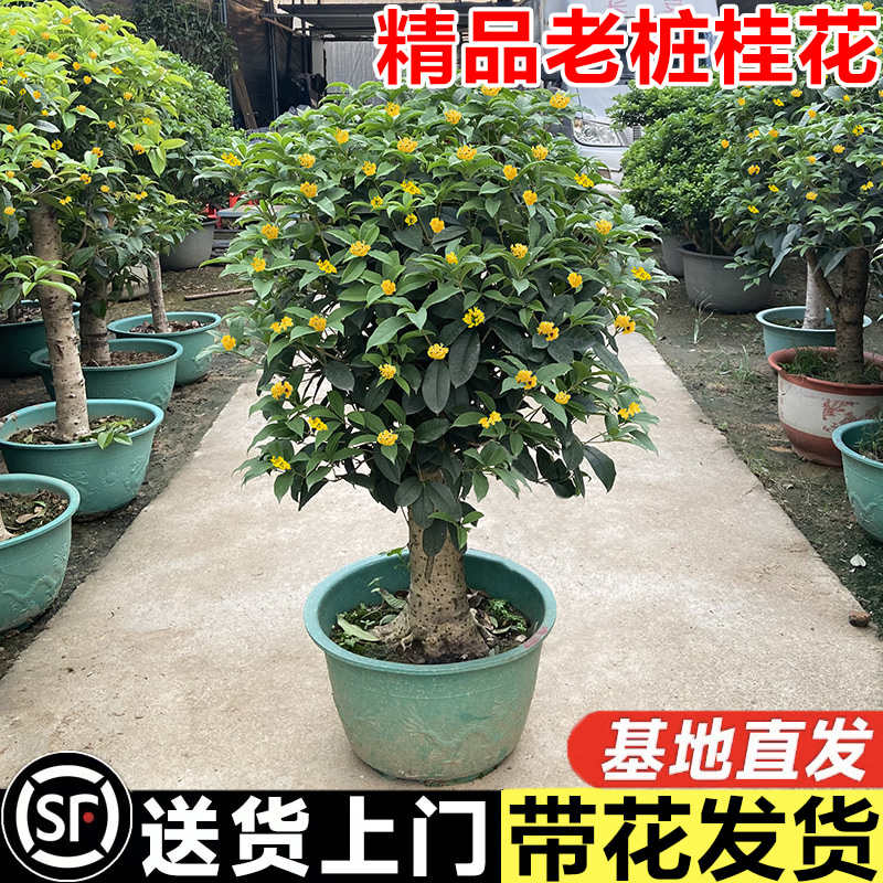 老桩桂花树苗盆栽大型四季桂四季开花浓香型花卉室内庭院耐寒植物