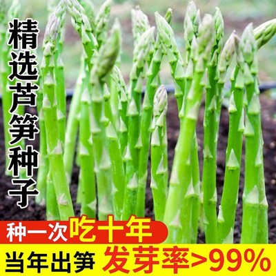 芦笋根苗带土现挖新芦笋苗蔬菜苗四季种植食用田园秧苗盆栽