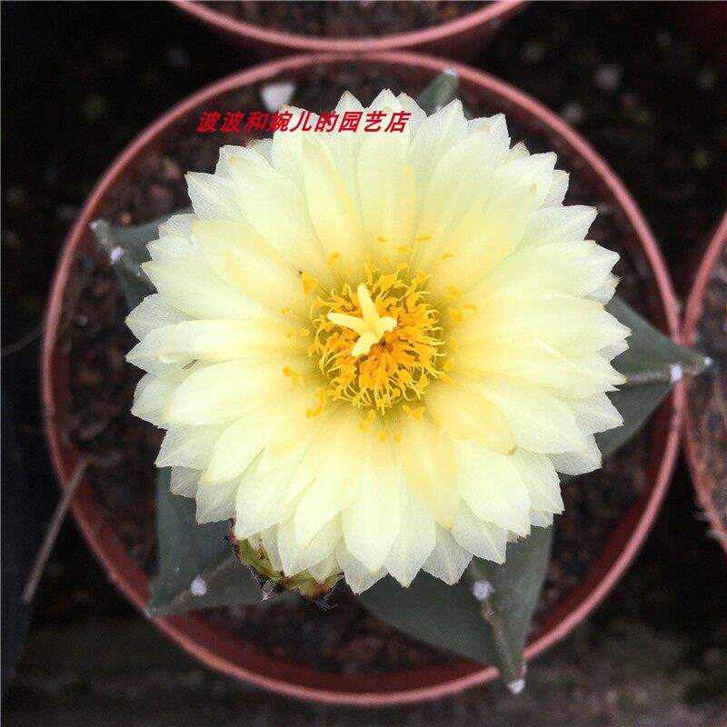 新款多肉植物鸾凤玉实生无刺仙人球室内防辐射易养开黄花绿植盆栽