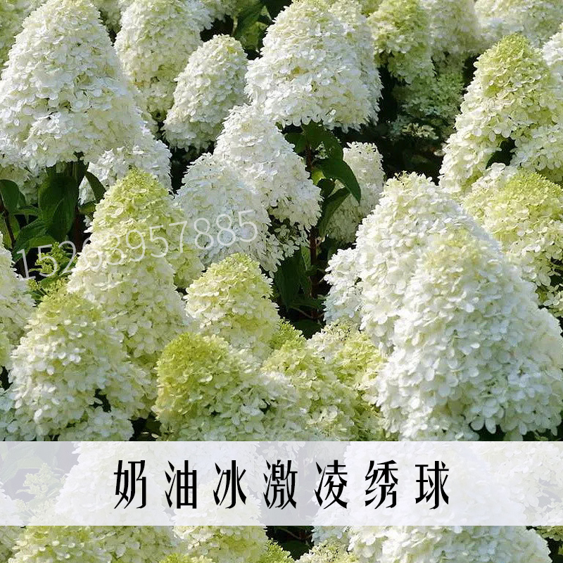 圆锥木绣球树苗盆栽耐寒绣球花苗