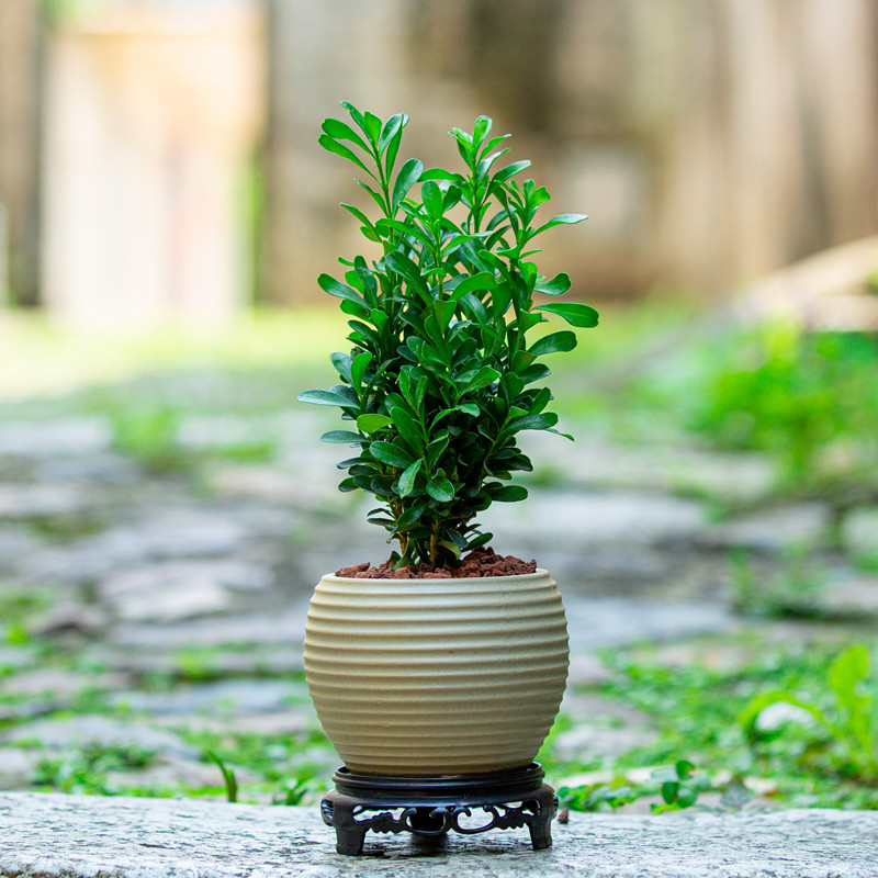 小叶黄杨盆栽名贵盆景室内办公室客厅茶几桌面好养植物小绿植树苗