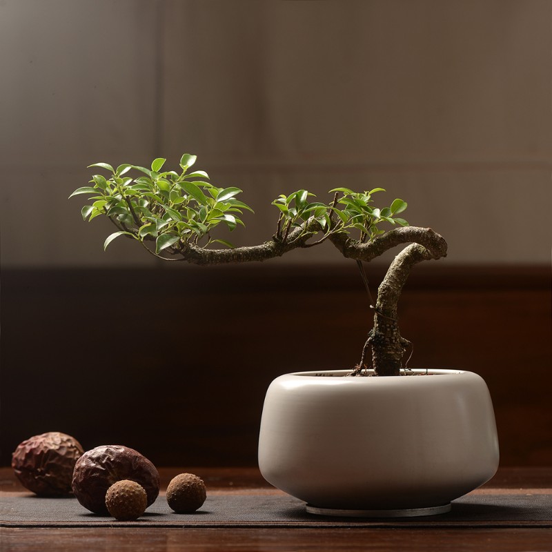 香氏含盆植物盆栽清香木翠叶石榴酒瓶兰六月雪胡椒木老桩绿植盆景