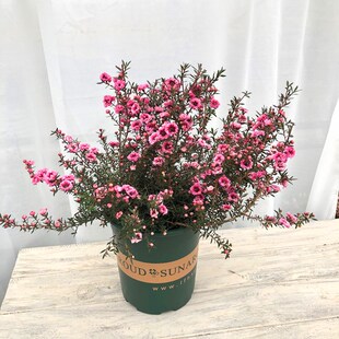 澳洲松红梅盆栽花苗室外阳台庭院花园好养耐寒耐热开花卉包邮植物