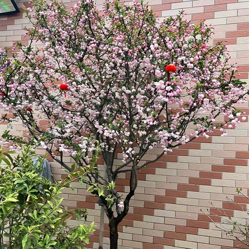 西府海棠花树苗老桩盆景耐寒植物庭院地栽高杆花卉垂丝海棠风景树