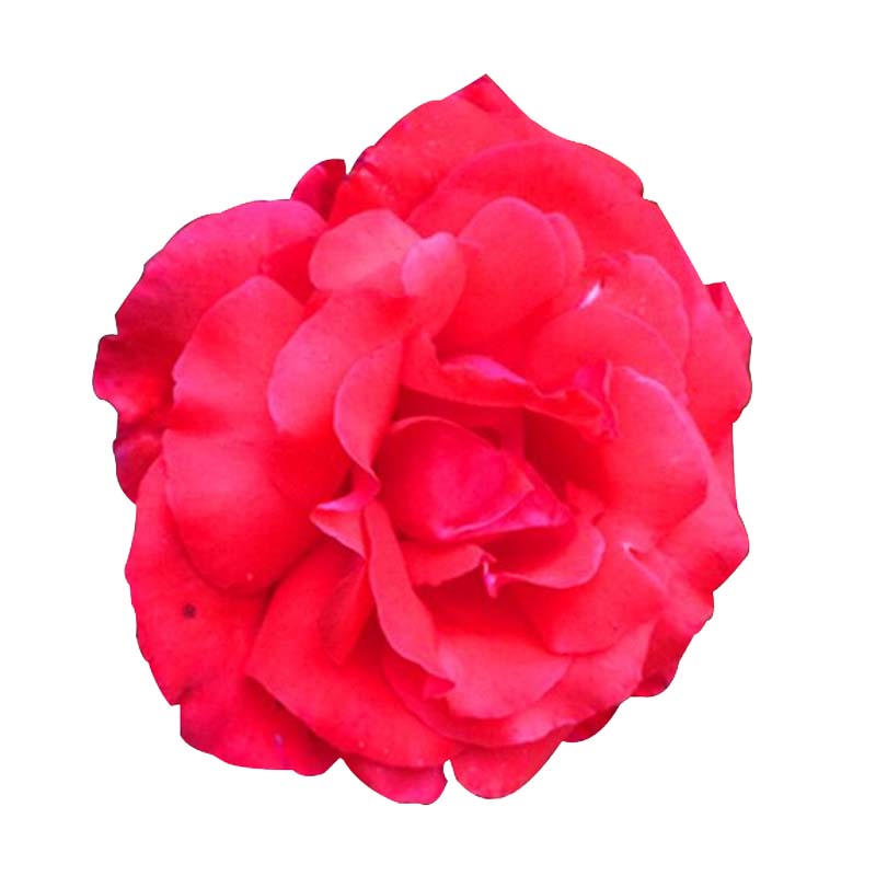 大红花浓香月季花苗盆栽绯扇四季阳台庭院玫瑰花卉植物花朵大直立