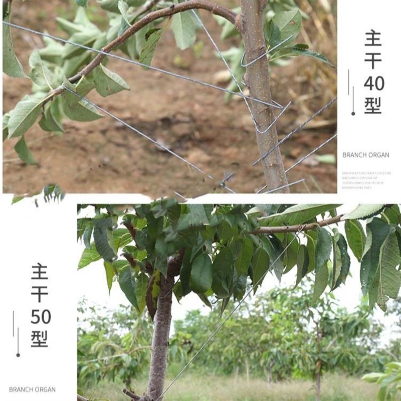 永德助主干型果树开角器拉枝器别枝器园林工具高纺锤型农用包邮