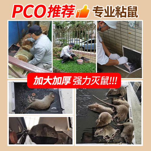 加大老鼠贴超强力粘鼠板鼠胶粘大老鼠抓捕引诱鼠笼老鼠夹神器家用