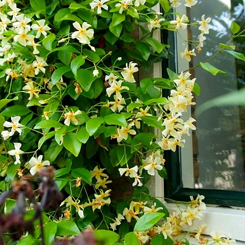 风车茉莉花苗盆栽万字茉莉露天爬藤植物四季常绿皮实好养耐热耐寒