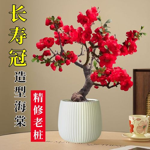 海棠花盆栽花卉绿植阳台高级感客厅桌面室内好养四季开花旺宅植物