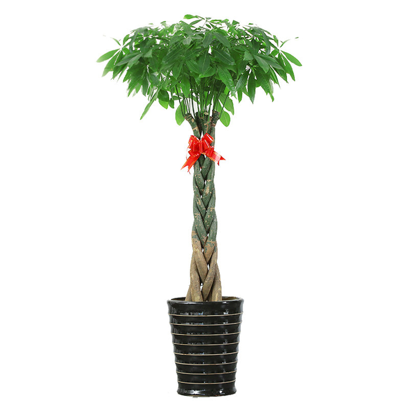 五辫子发财树招财树盆栽室内绿植盆景花卉客厅上海无锡苏州配送