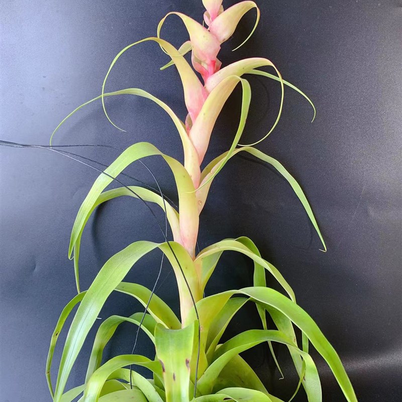 萨曼莎送三叉架---空气凤梨积水无土绿植办公室家居