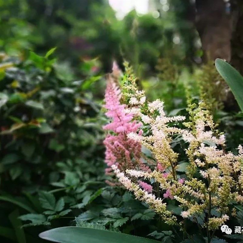 【落新妇】苔米花园 庭院阳台多年生耐寒耐热花卉新落妇花园线条