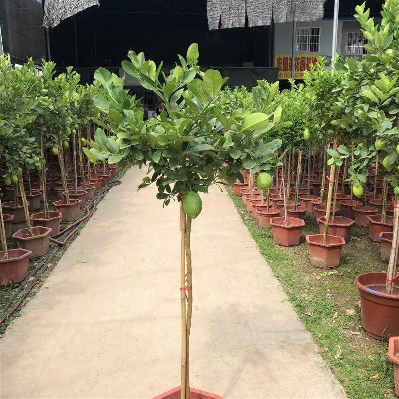 香水柠檬树盆栽大型绿植庆祥室内客厅高杆棒棒糖植物四季开花结果