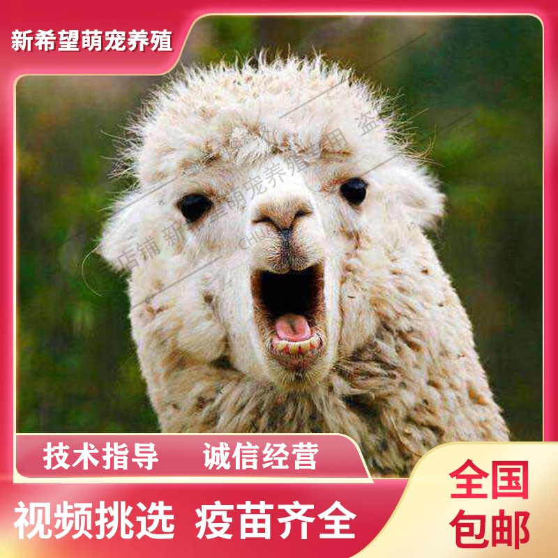 羊驼宠物活的g羊驼幼崽活物小羊驼草泥马神兽网红迷你羊驼公仔家