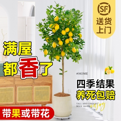 香水柠檬树盆栽带果发货可食用阳台室内客厅大型绿植物四季好养活