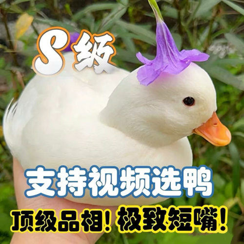 正品柯尔鸭活宠物公母可选可繁殖