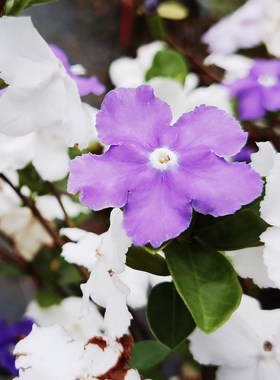 双色茉莉花盆栽浓香型四季花卉变色鸳鸯茉莉室内外阳台花苗绿植物