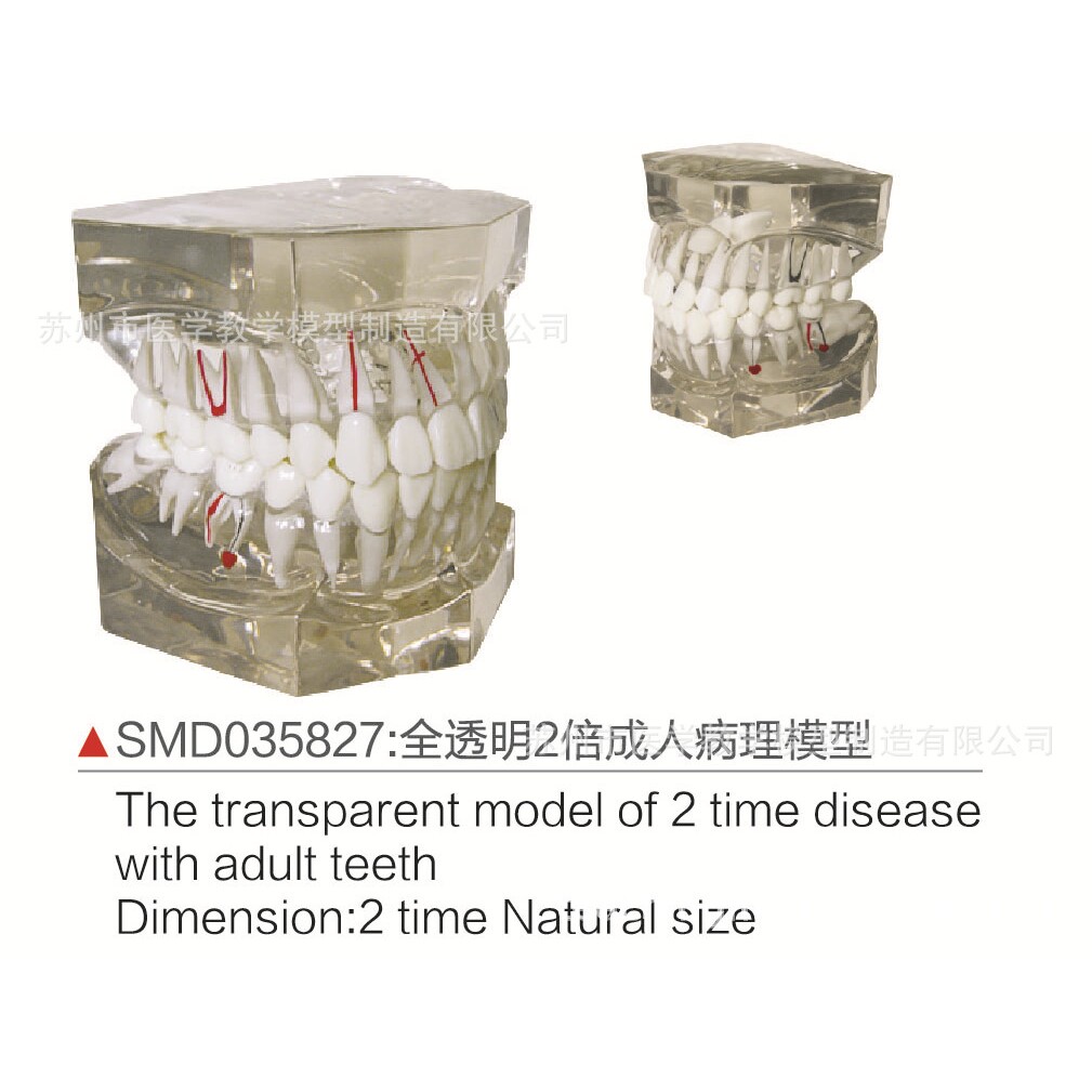 SMD035827全透明2倍成人病理模型
