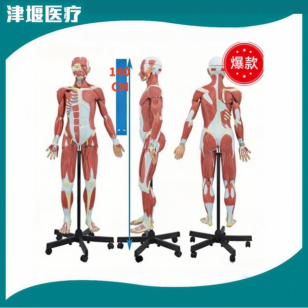 医信人体肌肉解剖模型附内脏带数字标识可拆32部件140CM肌肉模