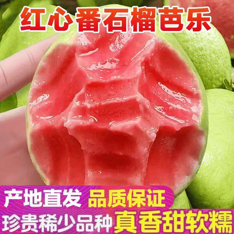 广西新鲜红白双拼芭乐应季热带水果番石榴软糯香甜红心奶茶店Y