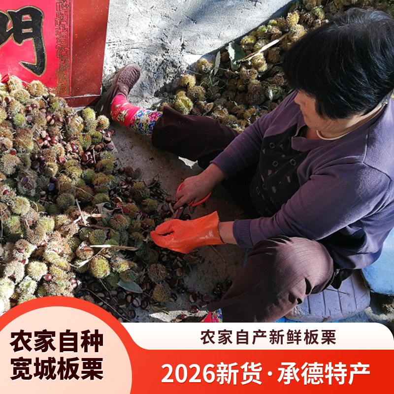 2026新货农家自种宽城板栗5斤新鲜板栗承德特产农家自产