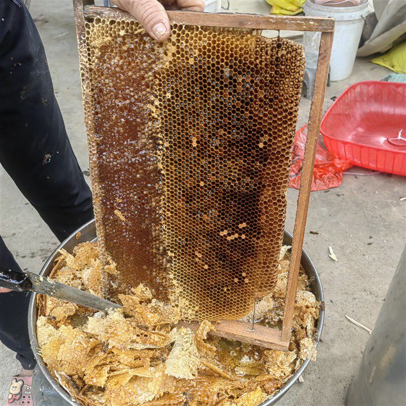 中蜂蜂王蜂群蜜蜂活群带王子脾双色红环产卵强带箱笼蜂包活授粉蜂