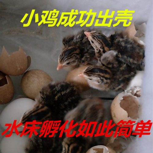 水床孵化器小型全自动智能家用小鸡鸭鹅鸽子孵化箱可孵化机孵蛋器