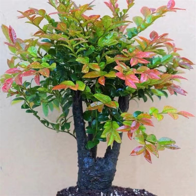 小叶紫檀盆景老桩树桩室内客厅庭院净化空气黑檀盆栽四季好养绿植