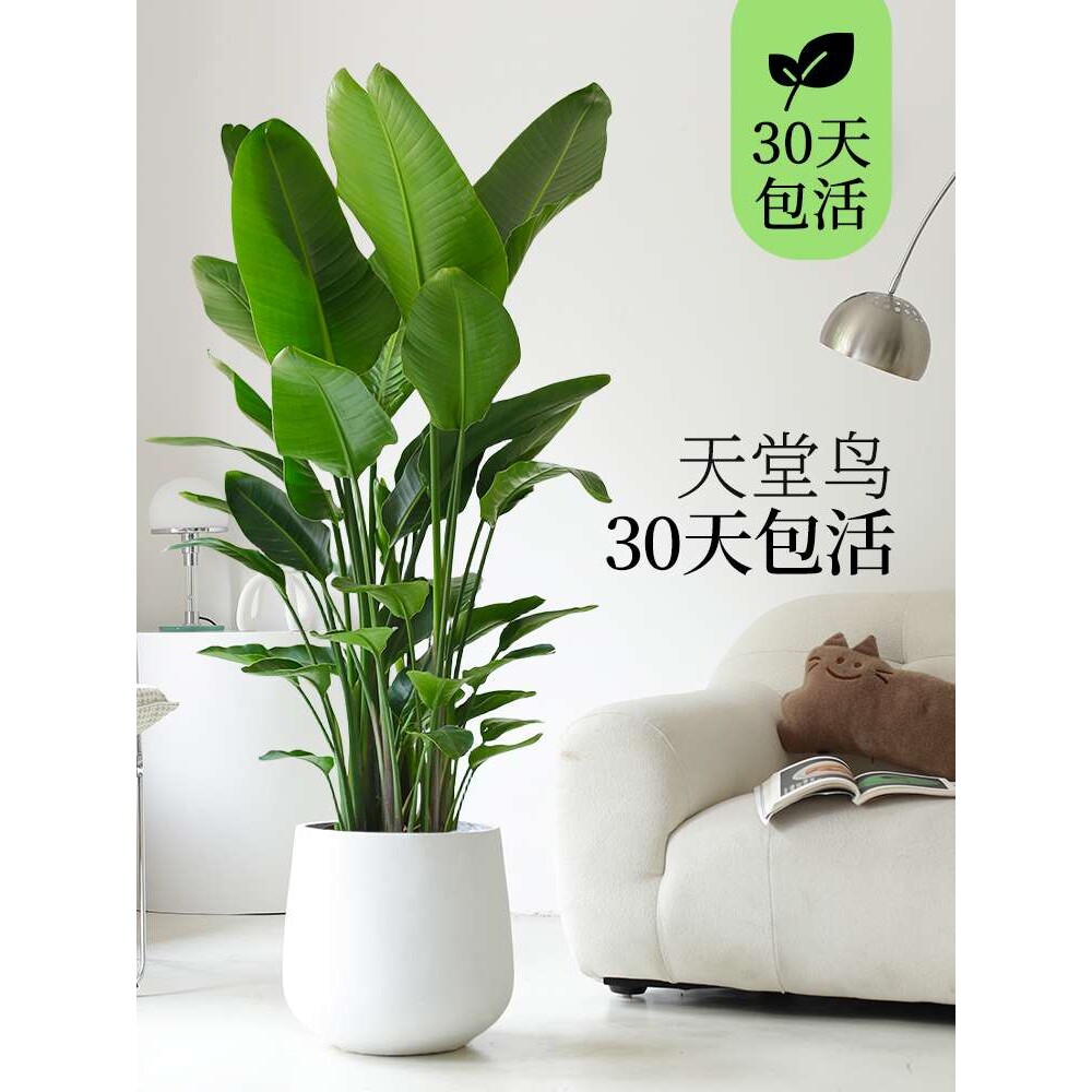 天堂鸟客厅植物室内大盆栽大型真绿植办公乔迁公司落地花卉鹤望兰