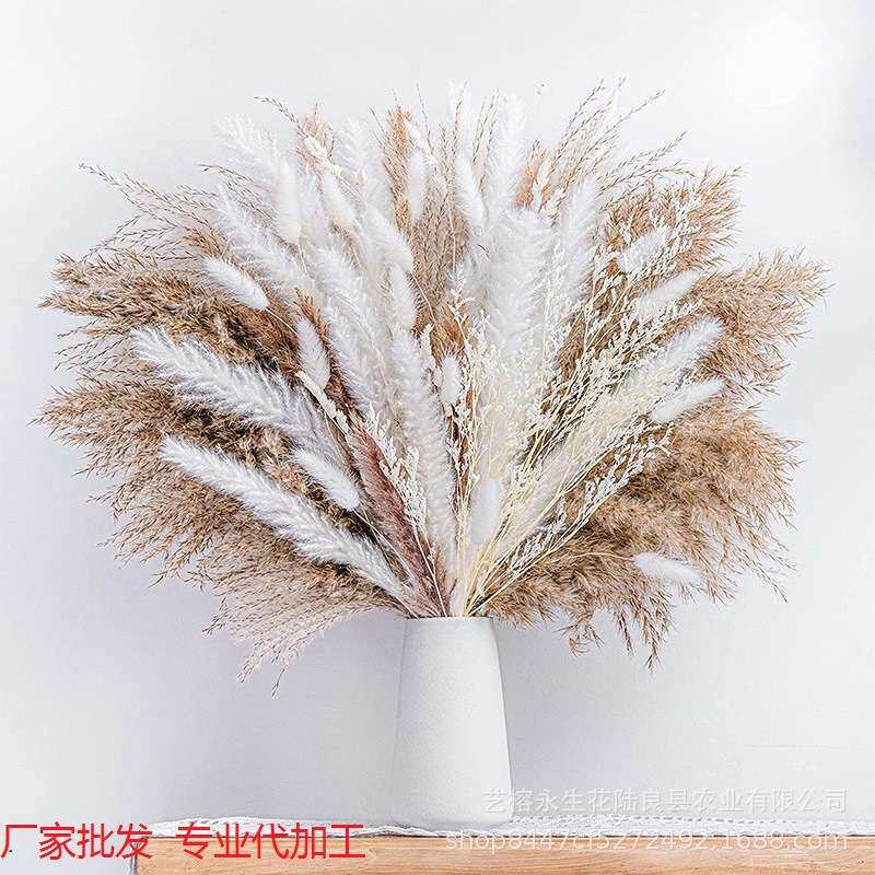 亚马逊热销小芦苇芦柴情人草兔尾草拂尘干花混搭花束波西米亚风