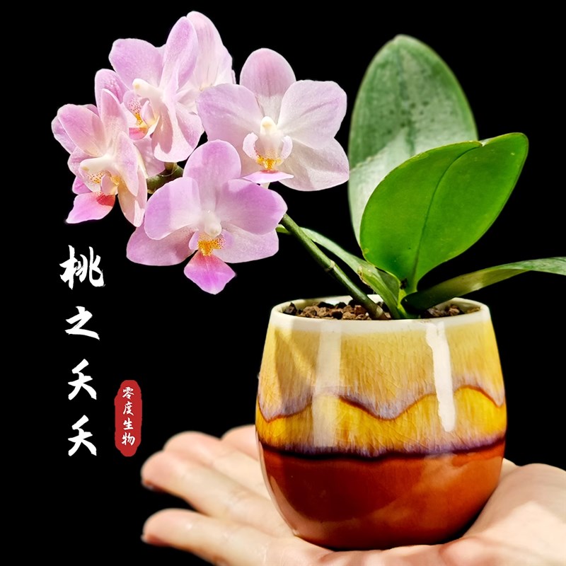 【零度生物】桃i之夭夭粉红精灵茶杯兰小迷你型客厅室内办公室好