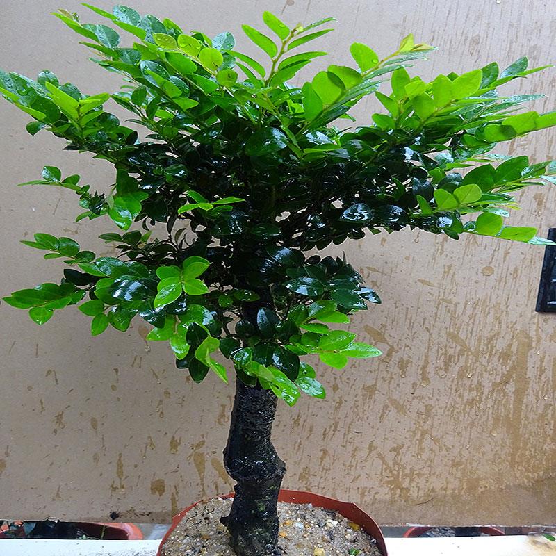 名贵小叶紫檀盆景植物树桩室内客厅盆栽花卉四季常青易养绿植阳台