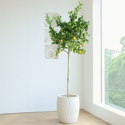 香水柠檬树盆栽带果客厅绿植室内大型果树卧室净化空气造型棒棒糖