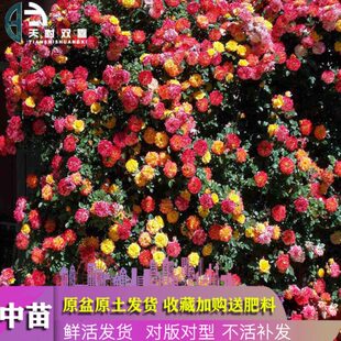 藤本彩虹果冻月季藤彩虹蔷薇花苗盆栽室外爬藤植物花期超长的花卉