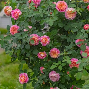 欧月四季 莫奈直立月季 好养阳台庭院花卉植物盆栽花苗 花园 海蒂