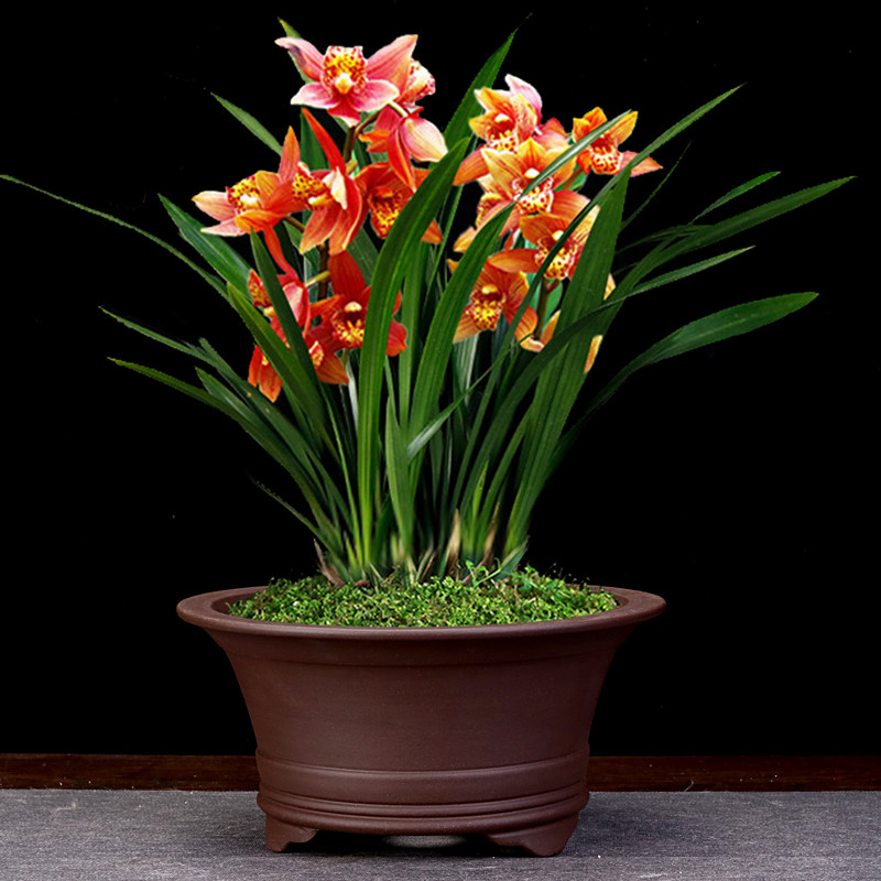 无锡紫砂花盆圆形桌面绿植多肉文竹悬崖兰草老桩盆景盆中国风透气