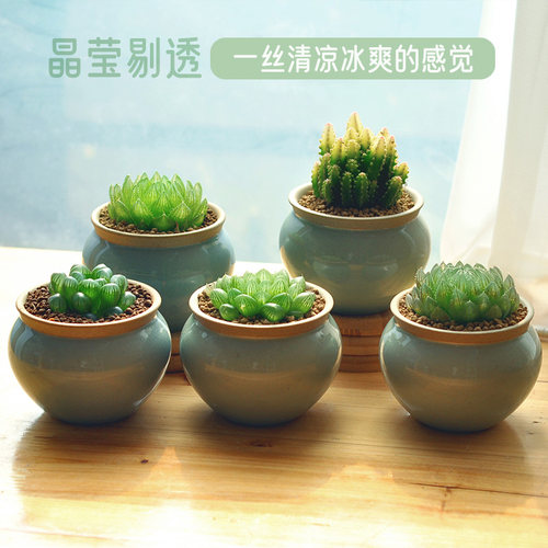 精品多肉花卉盆栽十二卷玉露多肉植物室内盆栽办公室绿植桌面好养