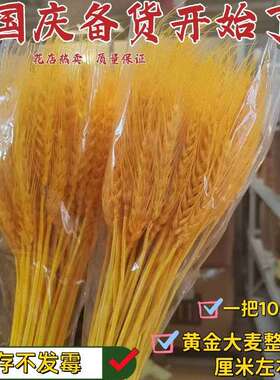 大麦开业花篮天然干花摆件花束厂整箱麦穗装饰