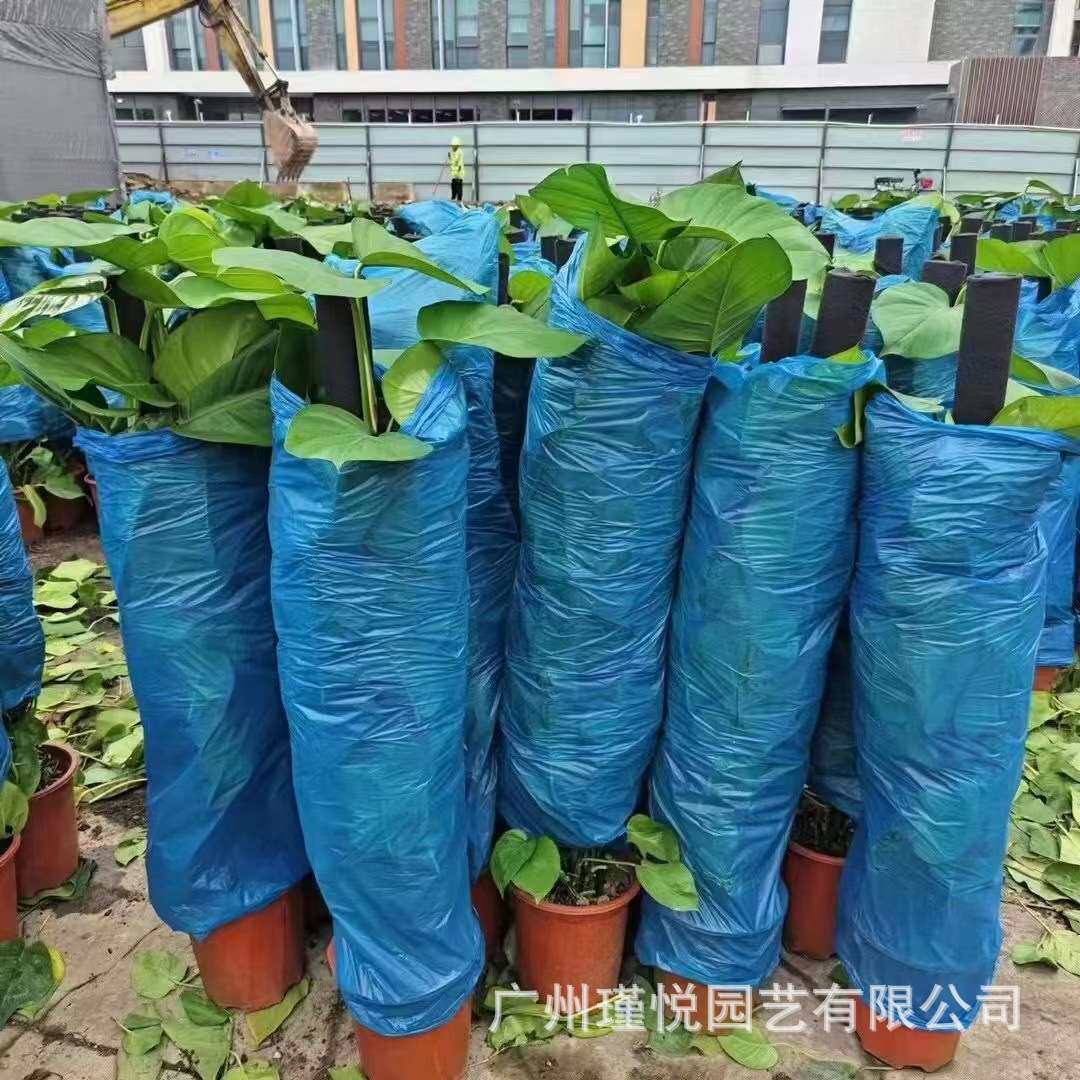 大叶绿萝柱盆栽厂家办公室绿植客厅净化空气植物真树绿化绿航