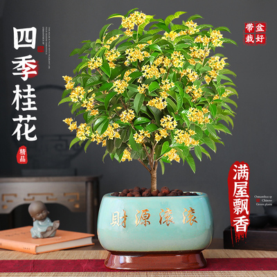 特级大盆老桩四季桂花盆栽树苗开花植物室内外花卉浓香好养可食用