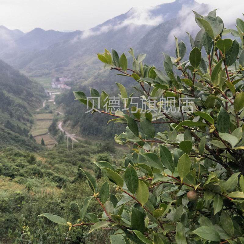 压工榨茶油原油农家茶树山油浓自榨加正宗土山茶子油香散装样TBF