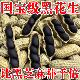 2026新货云南特产富硒黑花生带壳黑花生紫衣花生黑衣新货营养丰富