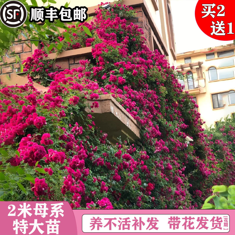 蔷薇花苗藤本月季特大浓香庭院爬藤植物花卉盆栽阳台玫瑰爬墙四季