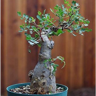 彩叶漆树橡木漆树 籽播实生多肉块根墨西哥潮流块根 叶子趣味性高