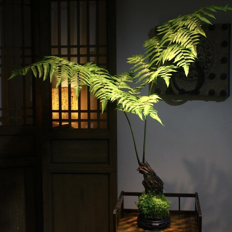 浮檀蕨苔玉球苔藓球蕨类植物绿植一叶蕨大型盆栽盆景造景