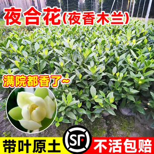 夜合花苗夜香木兰树苗夜百合花卉盆栽易活四季阳台庭院室外绿植物