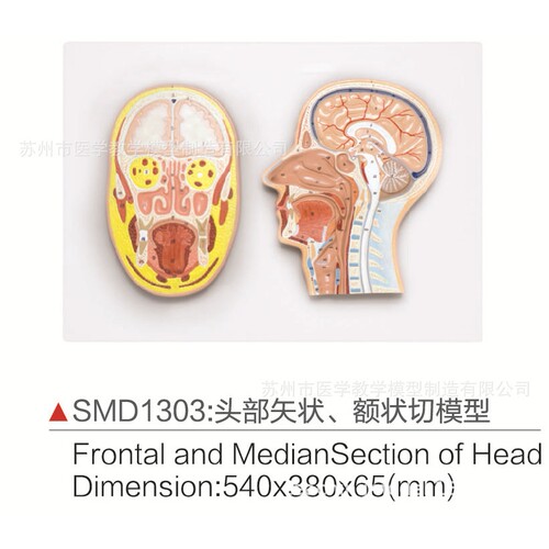 SMD01303头部矢状、额状切模型