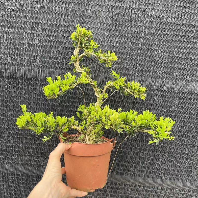 160#造型黄杨赤楠树桩室内花卉阳台造景盆景 好养