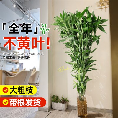 富贵竹水培植物竹子大盆栽客厅招财粗杆带根节节高室内水养绿植物